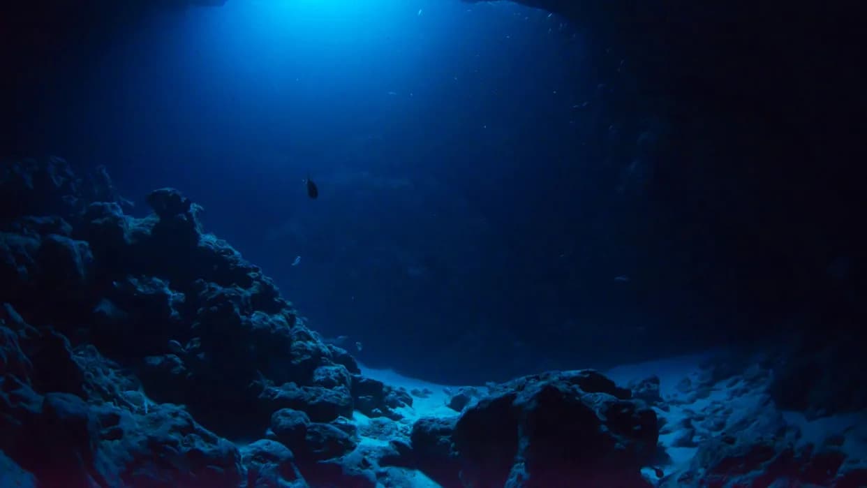 Naučnici Otkrili Nepoznati Podvodni Planinski Lanac i Dosad Neviđene Vrste u Karibima