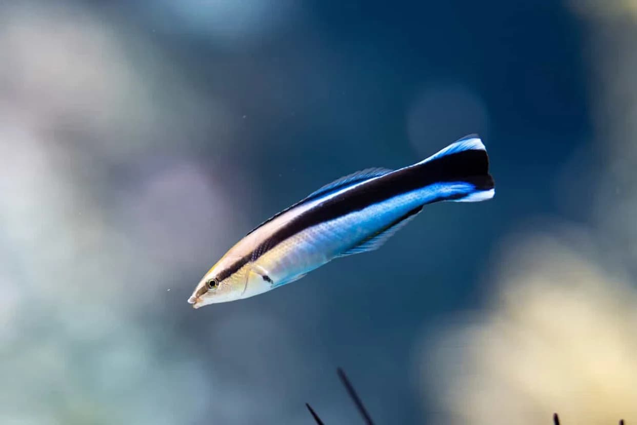 Mala Riba Koja Je Zapanjila Naučnike: Kako Bluestreak Cleaner Wrasse Koristi Ogledalo Da Pronađe Oznaku
