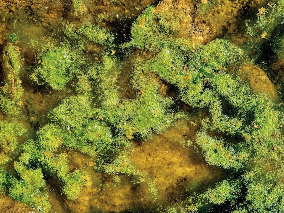 Zašto visinska jezera Stenovitih planina postaju zelena: naučnici objašnjavaju rast algi i rizike za ekosisteme