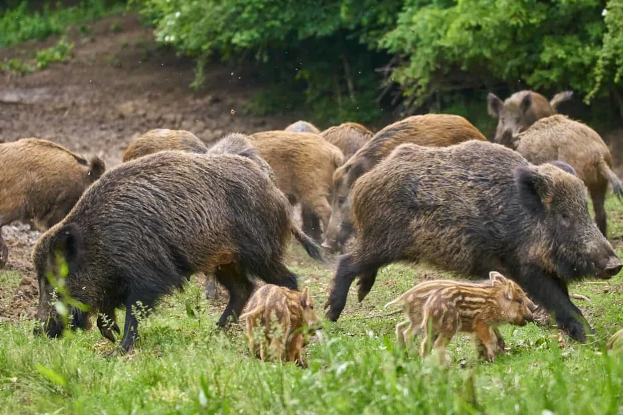 Može Li Kontraceptivna Vakcina IZUMO1 Rešiti Problem Prekomernih Populacija Životinja?