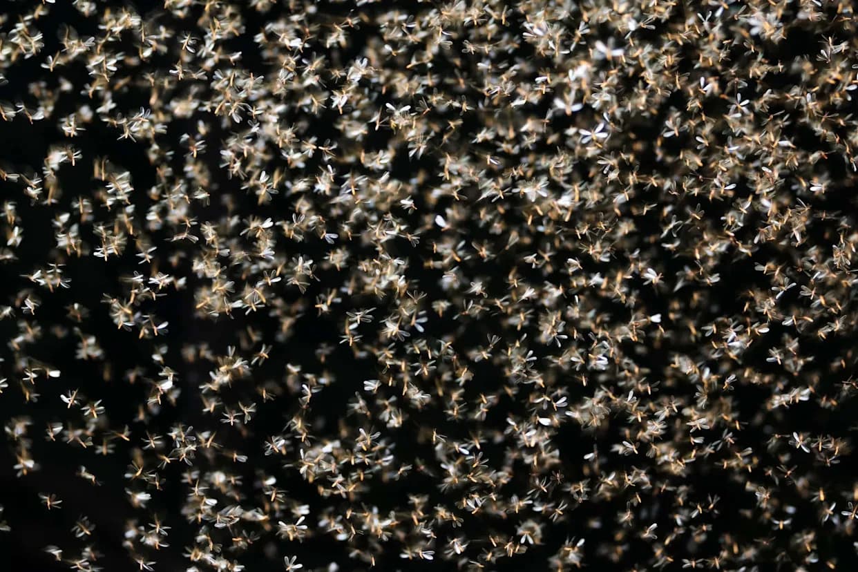 Moljci Fall Armyworm Koriste Zemljino Magnetno Polje Kao Prirodni „GPS“ — Nova Studija Objašnjava Kako