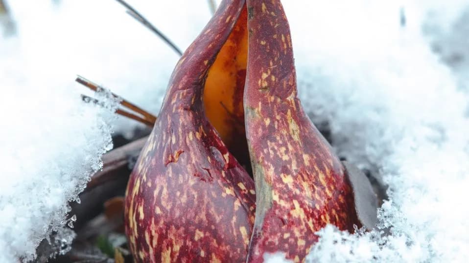 Biljka Koja Se Greje Zimi: Kako Skunk Cabbage Topli Cvetove I Otopi Sneg