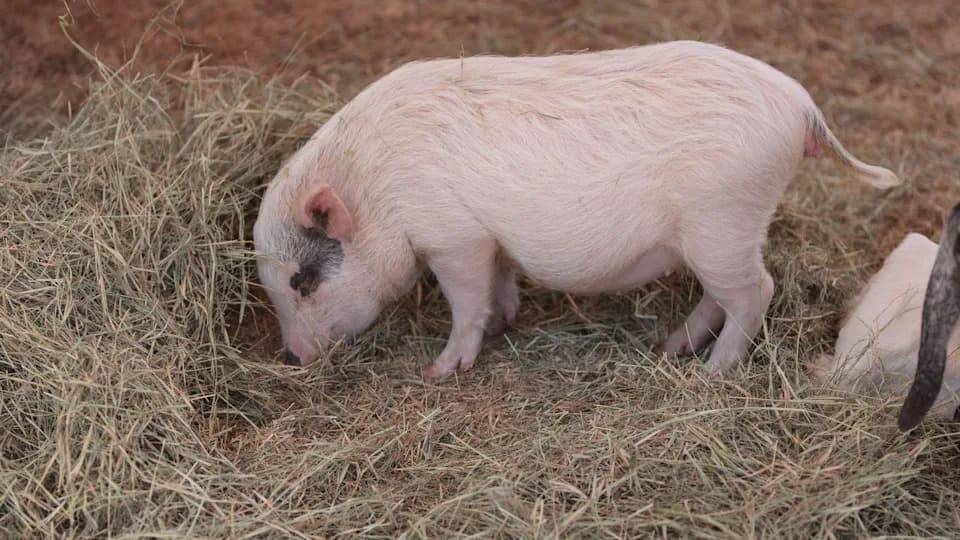 Laboratorijski uzgojen jednjak pruža nadu roditeljima: funkcionalni graftovi uspešno transplantirani u minisvinje