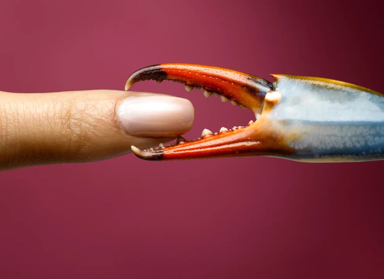 Otkriven Retki Rak „Diva“: Tri Primerka Vela carli Pokazuju Muške i Ženske Osobine