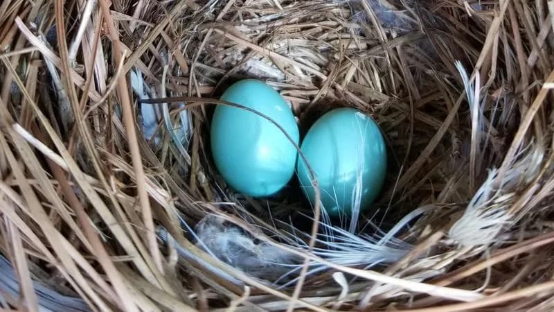 Zašto ptice koriste opuške cigareta u gnezdima — kratkoročna zaštita, dugoročni rizici