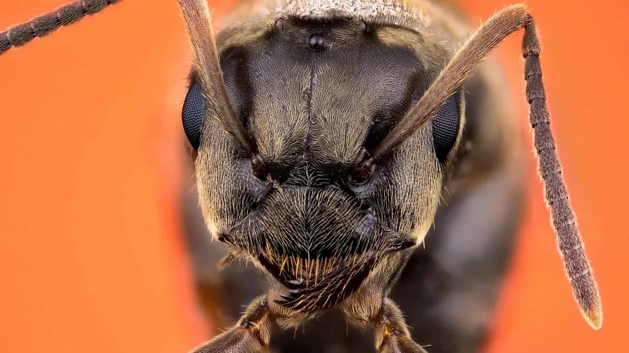 Antscan: 2.000 Mrava Skenirano Za Nedelju Dana — 3D Biblioteka Sa 800 Vrsta