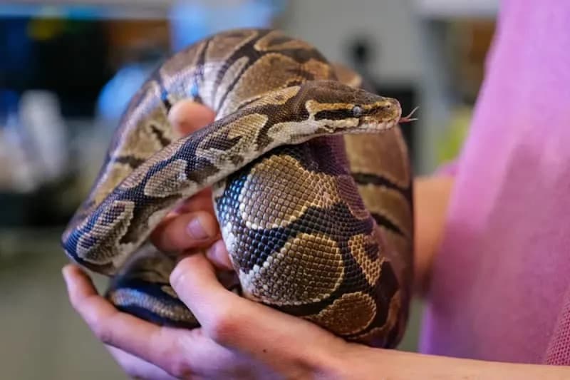 Molekul iz krvi pitona (pTOS) prigušuje apetit kod miševa — bez tipičnih nuspojava