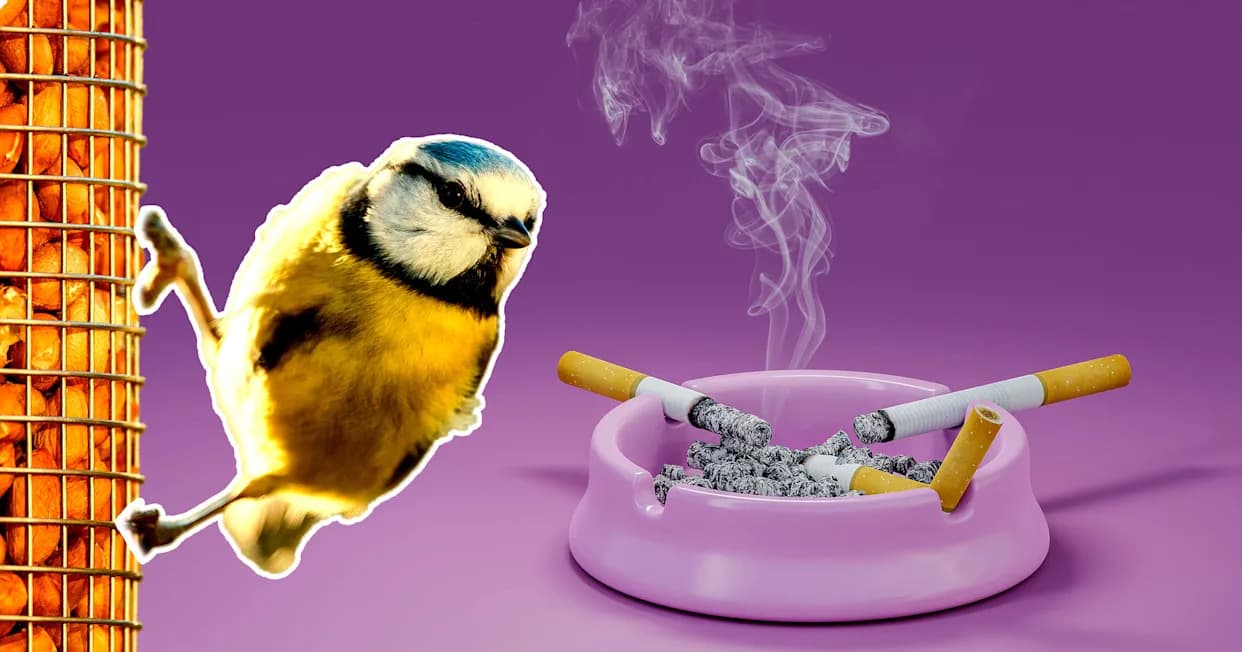 Plave sjenice 'naoružavaju' se opuškima: Duvan odbija parazite, ali zagađuje prirodu