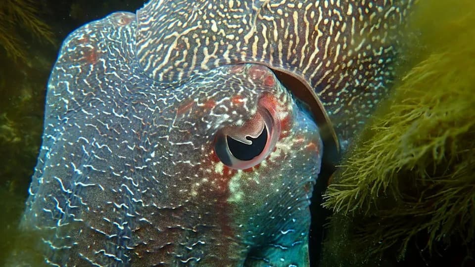 Zašto zjenice životinja imaju različite oblike — šta nam to govori o njihovom vidu