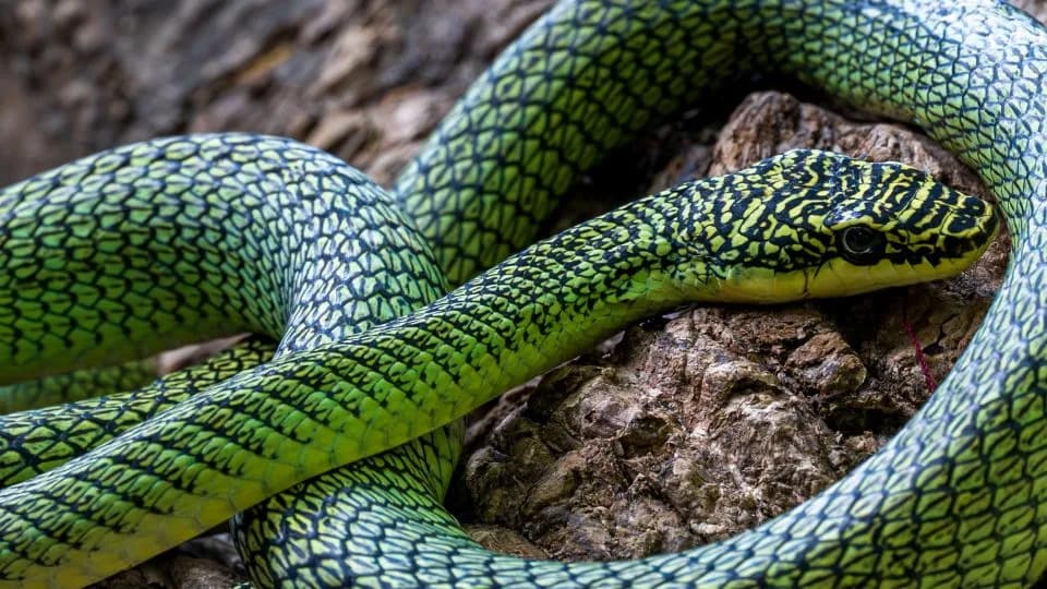 Tirkizna otrovnica, leteća zmija i novi gekoni: Otkrivene brojne nepoznate vrste u kambodžanskim pećinama
