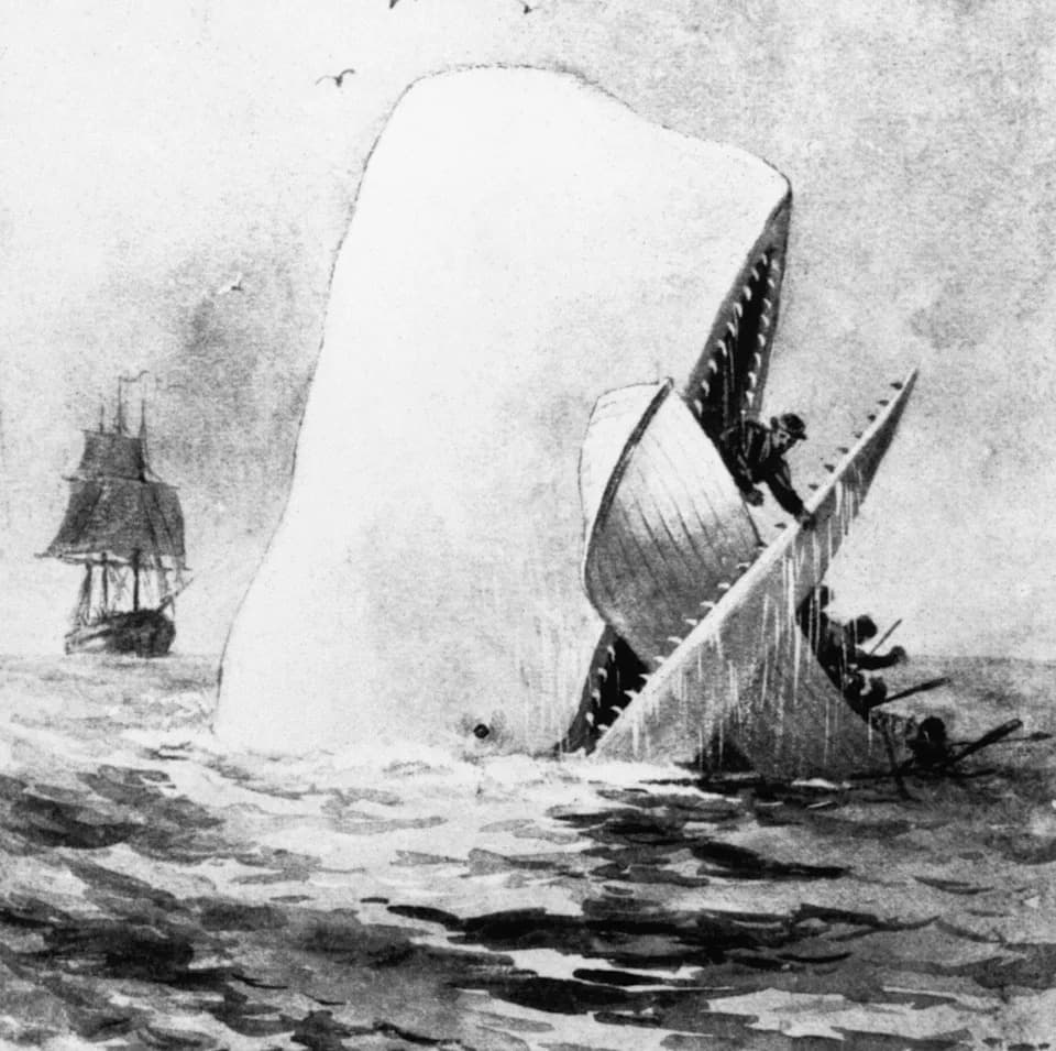 Prvi put snimljeno: spermatski kitovi udaraju glavom — napad koji je inspirisao Moby‑Dick