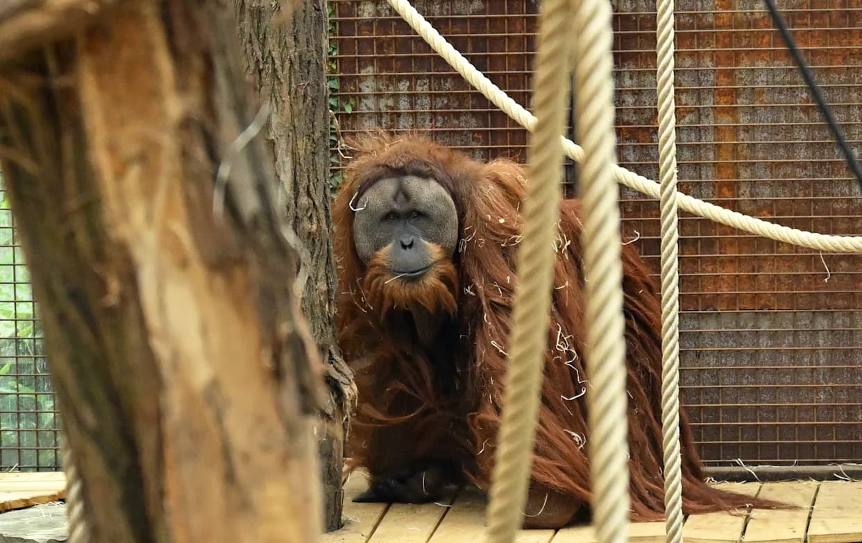 Otkrivamo nove vrste brže nego ikad — ali mnoge su već na ivici izumiranja