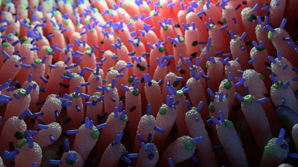 Virusi u crevima smanjuju nagle skokove šećera — novi put ka terapijama za dijabetes