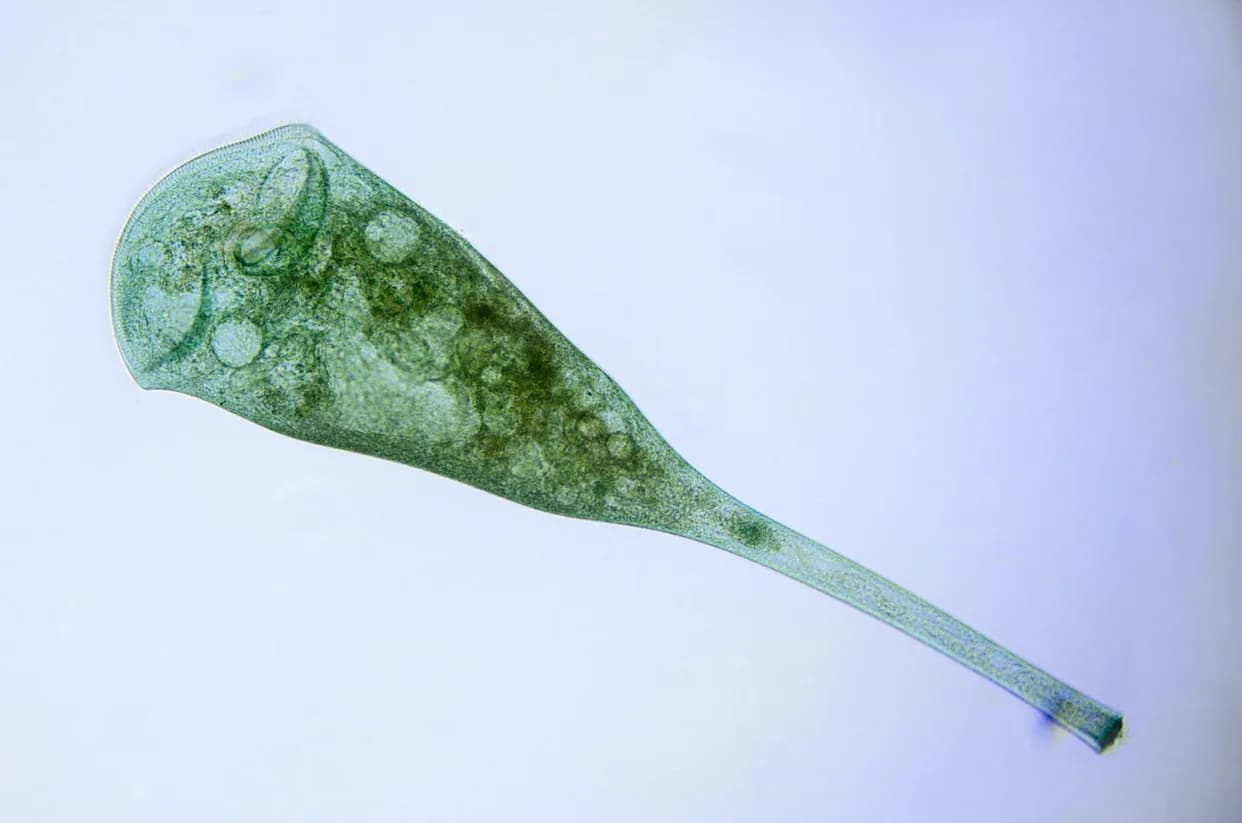 Jednoceli Protist 'Uči' Bez Mozga: Stentor coeruleus Pokazuje Asocijativno Učenje