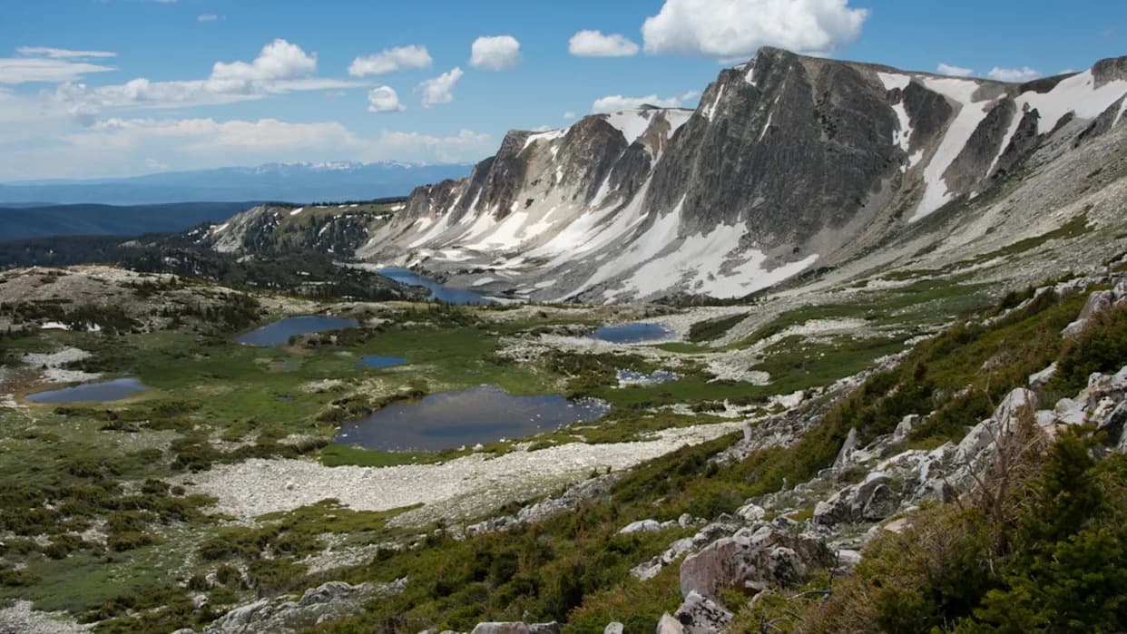 Otkrivena šuma stara skoro 6.000 godina na Beartooth Platou — upozorenje o klimatskim promenama