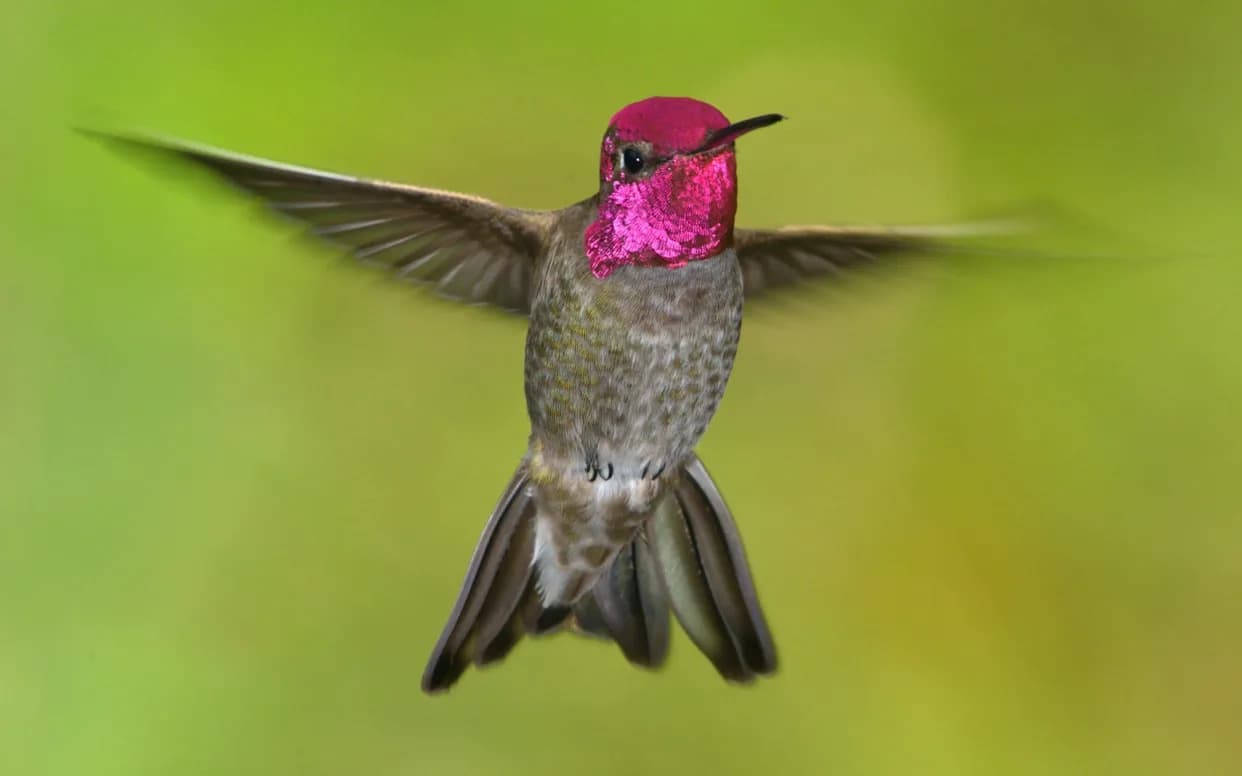 Kolibri "piju" ekvivalent pinte piva dnevno — istraživanje otkriva alkohol u nektaru