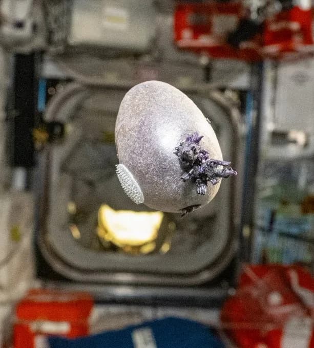 NASA-ov 'spudnik' na ISS‑u: Astronaut podelio fotku koja je podsećala na vanzemaljsko jaje — u pitanju je krompir