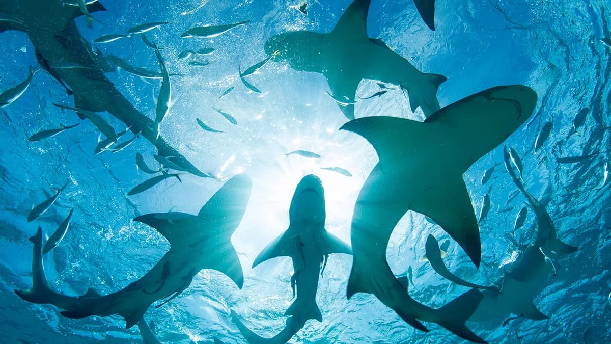 Ajkule na Bahamima Otkrile Tragove Kokaina, Kofeina i Analgetika — Studija Upozorava Na Zagađenje More