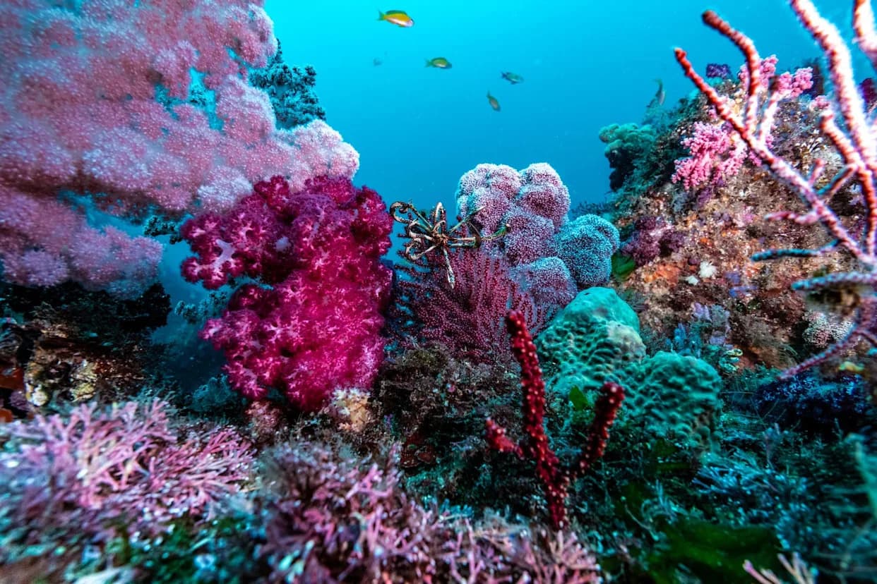 Šta Koralne „Gradove" Čini Toliko Čvrstim — Naučnici Žele Da Preuzmu Njihov Dizajn