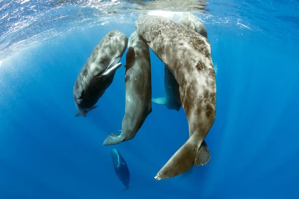 Prvi Izbliza Snimljen Porođaj Spermatskog Kita: Tim Project CETI Otkriva Kooperativnu "Midwifery"