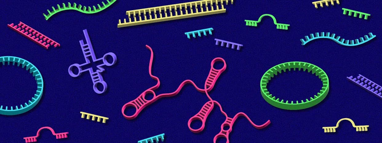 Tihina većina: Kako nekodirajuće RNK oblikuju razvoj, bolest i terapije