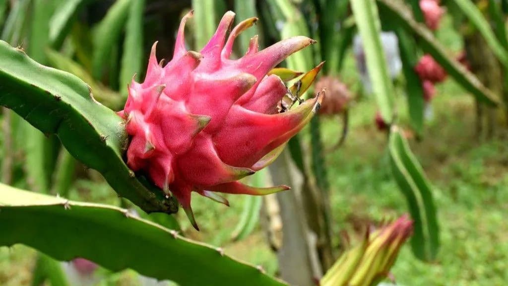 Trnoviti plod koji menja ekonomiju farmi u Indiji: Kako dragon fruit donosi stalni prihod