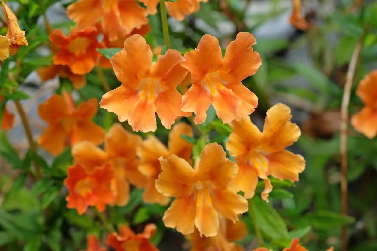 Brza evolucija mogla je spasiti čitavu vrstu — Prvi primer 'evolutionary rescue' kod cveta Mimulus cardinalis