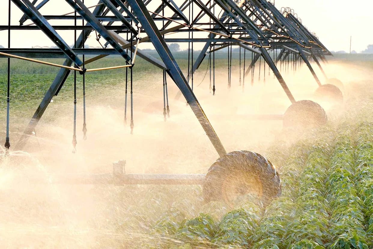 Tragovi Lekova U Povrću: Studija Johns Hopkins Pokazuje Da Se Većinom Nakupljaju U Lišću