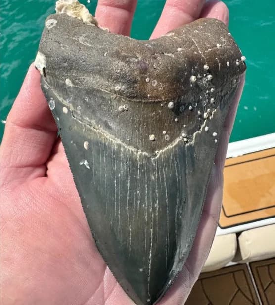 Retki Nalaz: 16-Godišnjak Pronašao 6-Inčni Zub Megaldona Kod Florida Keys