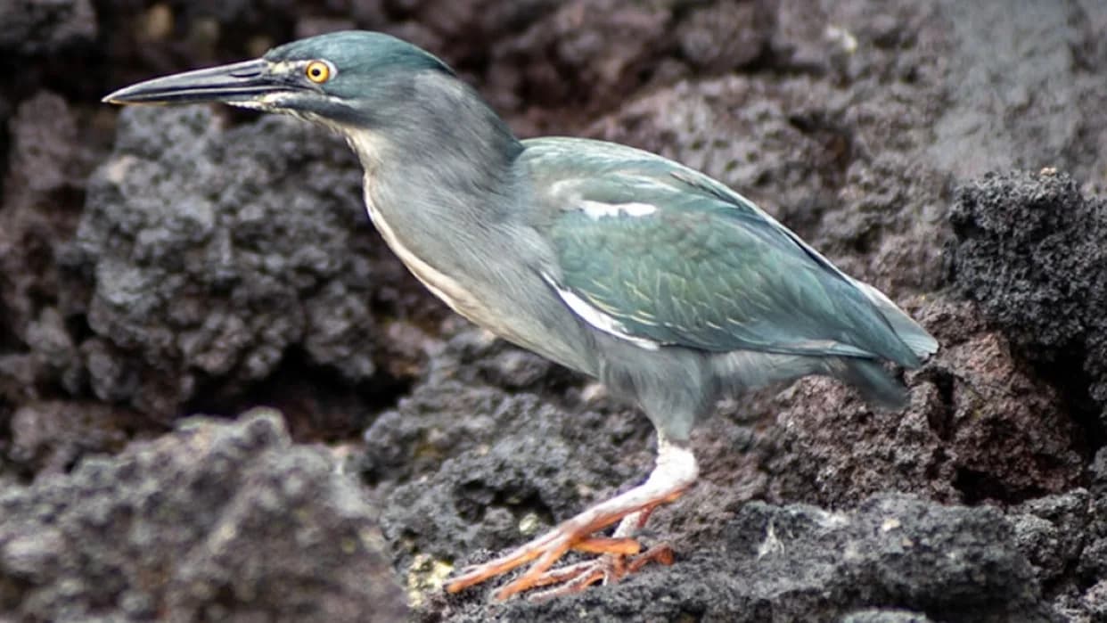 Student Otkrio: Galápagos Lava Heron Je Nova Vrsta — Rešena Višedecenijska Misterija