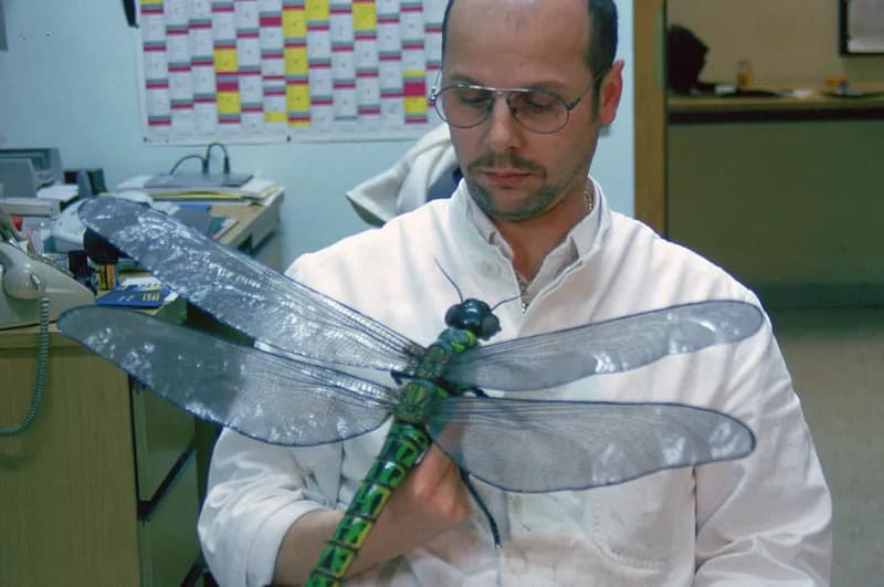 Zašto su nestali džinovski praistorijski insekti? Novo istraživanje menja objašnjenje