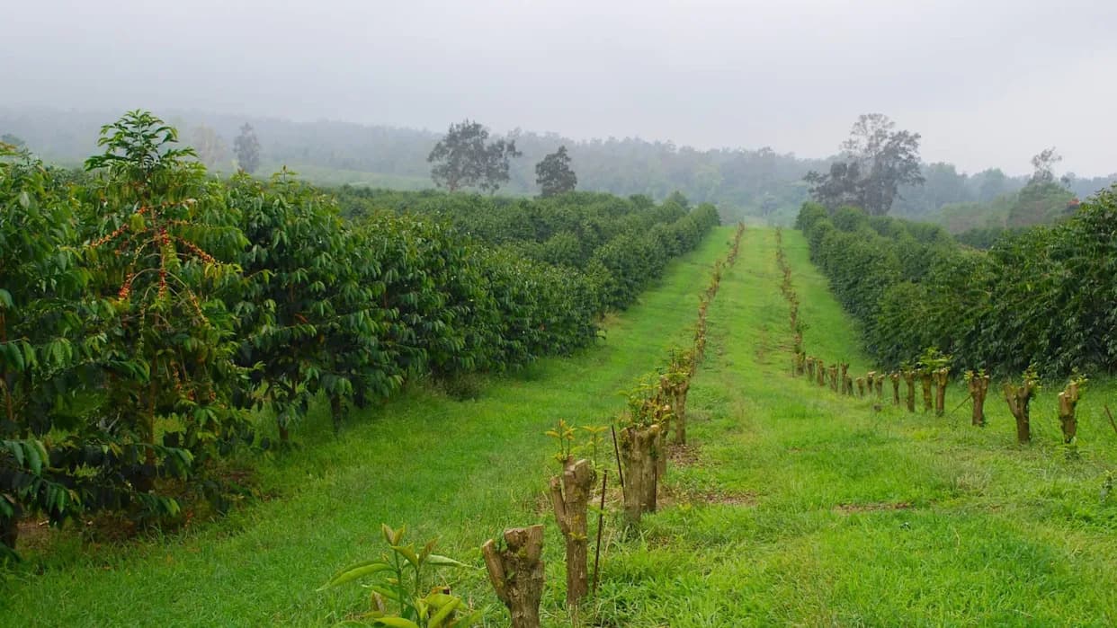 176-godišnja plantaža kafe uništena u istorijskoj Kona oluji — „Naša budućnost je nestala“
