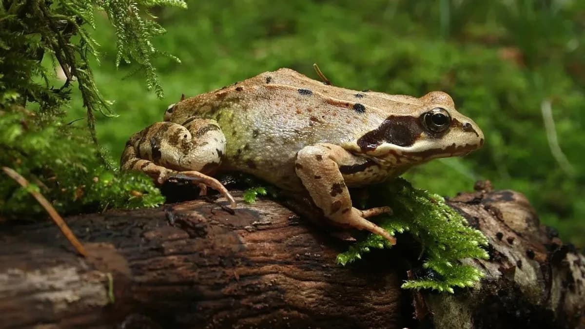 Ženke Žaba 'Prave Se Mrtve' Da Izbegnu Napadne Mužjake — Novo Istraživanje