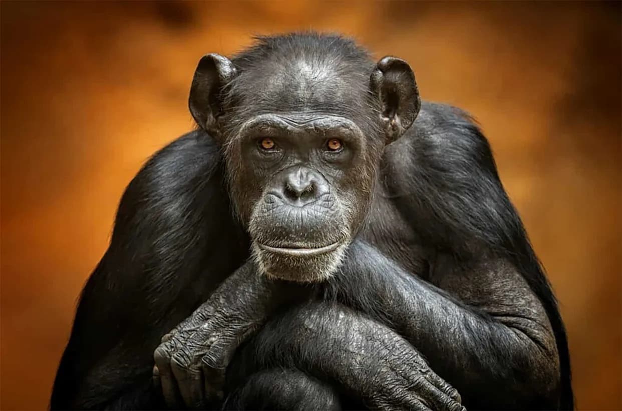Bonobo Kanzi Pokazao Da Mašta Možda Nije Isključivo Ljudska — Šta Je Otkrila Igra „Čajanke“