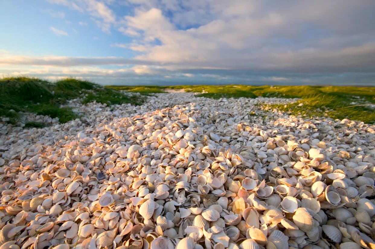 Ostrvo Od Školjki Otkriveno Na Fidžiju: Prvi Shell Midden Istočno Od Papue Nove Gvineje