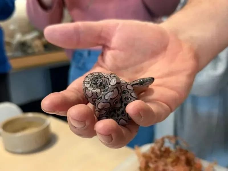 Zmija Ronaldo Se Drugi Put Porodila Bez Mužjaka — Retka Parthenogeneza Kod Boa