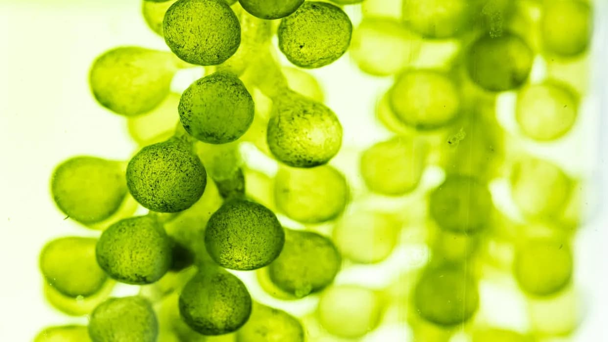 Genetski Izmenjene Alge Proizvode Limonen i Uspostavljaju Novi Način Za Uklanjanje Mikroplastike