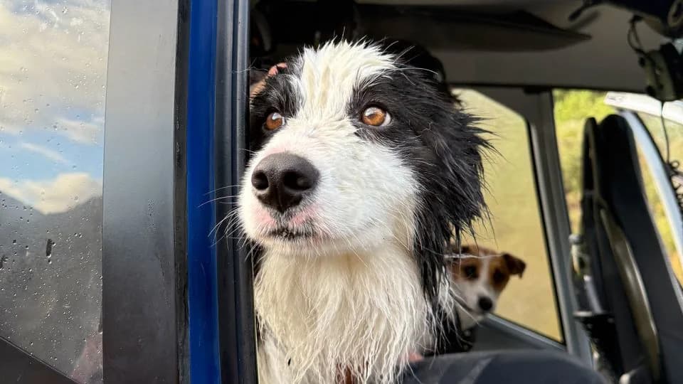 Molly Ponovo Sa Vlasnicom: Border Collie Pronađen Termalnom Kamerom Nedelju Dana Posle Pada Sa Vodopada