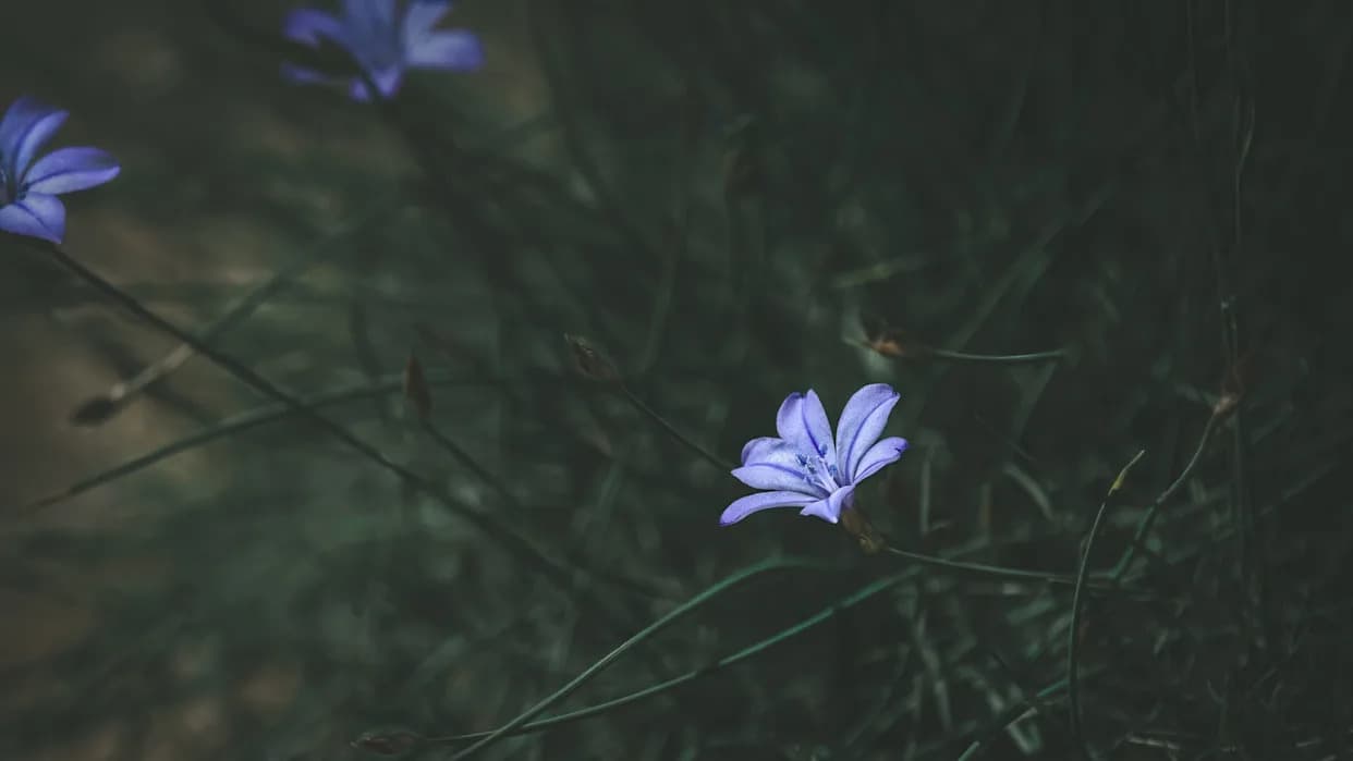 Eksperiment u Koloradu Pokazao Što Može Da Se Desi S Divljim Cvetovima: „Znak Onoga Što Dolazi“