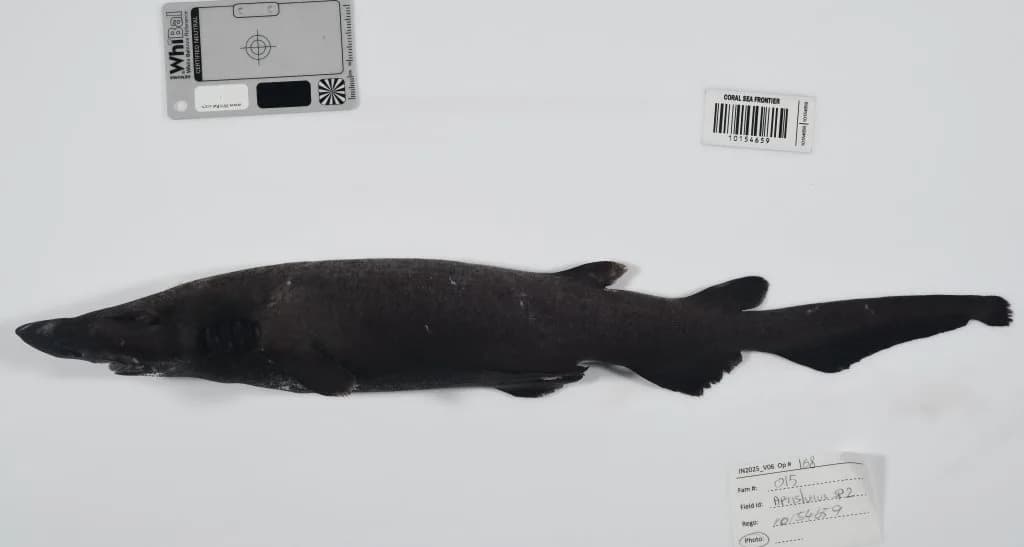 Otkriveno Više Od 110 Novih Vrsta U Dubokim Vodama Koralnog Mora — Uključuju Himera ('Ghost Shark')