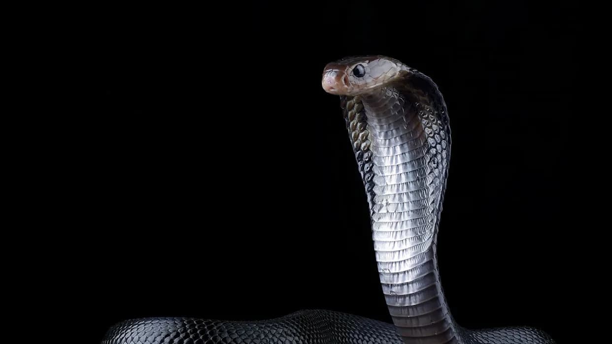 Krv čoveka koji je 20 godina primao ujede zmija otkriva potencijalni univerzalni protivotrov