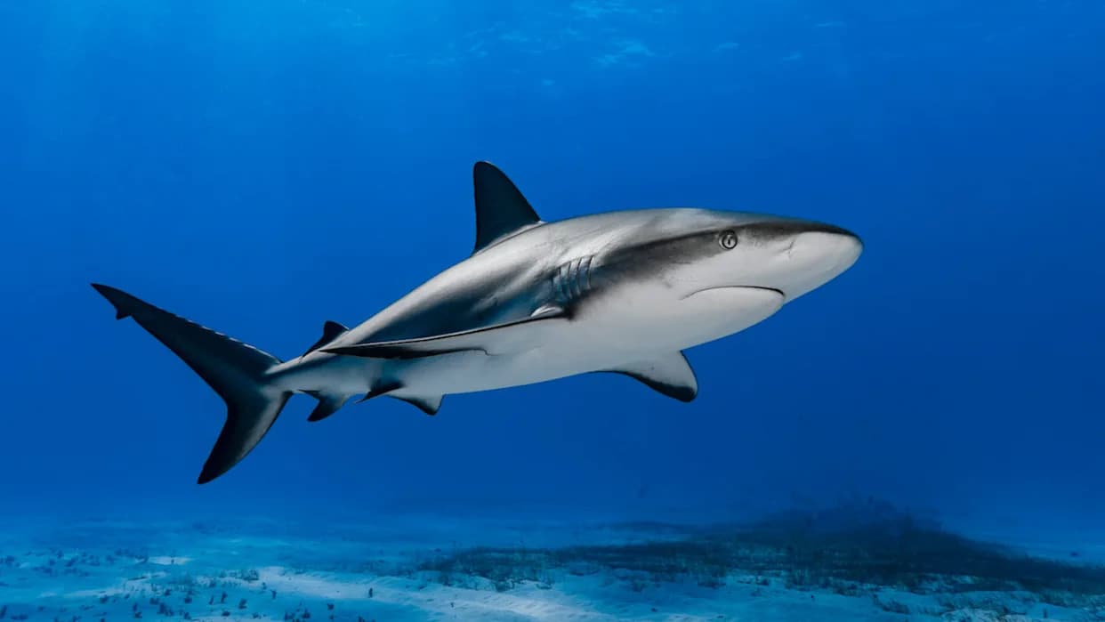 Kokain i Lekovi U Krvi Ajkula Na Bahamima — Šta To Otkriva O Zagađenju Okeana?