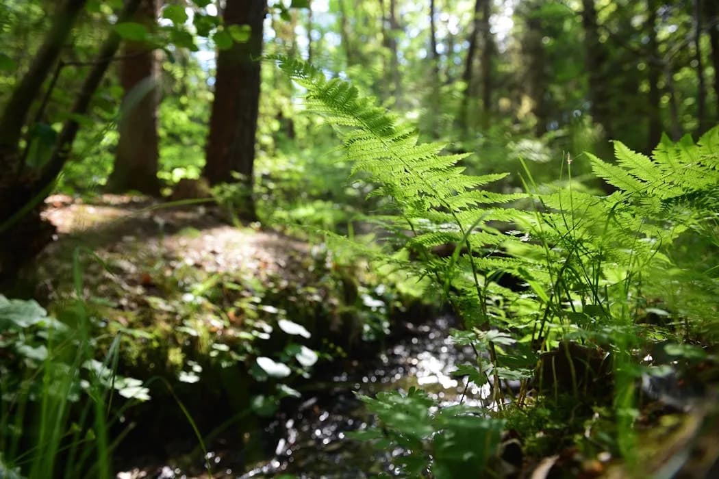 Koja Je Bila Prva Biljka Na Svetu? Kako Su Biljke Osvojile Kopno