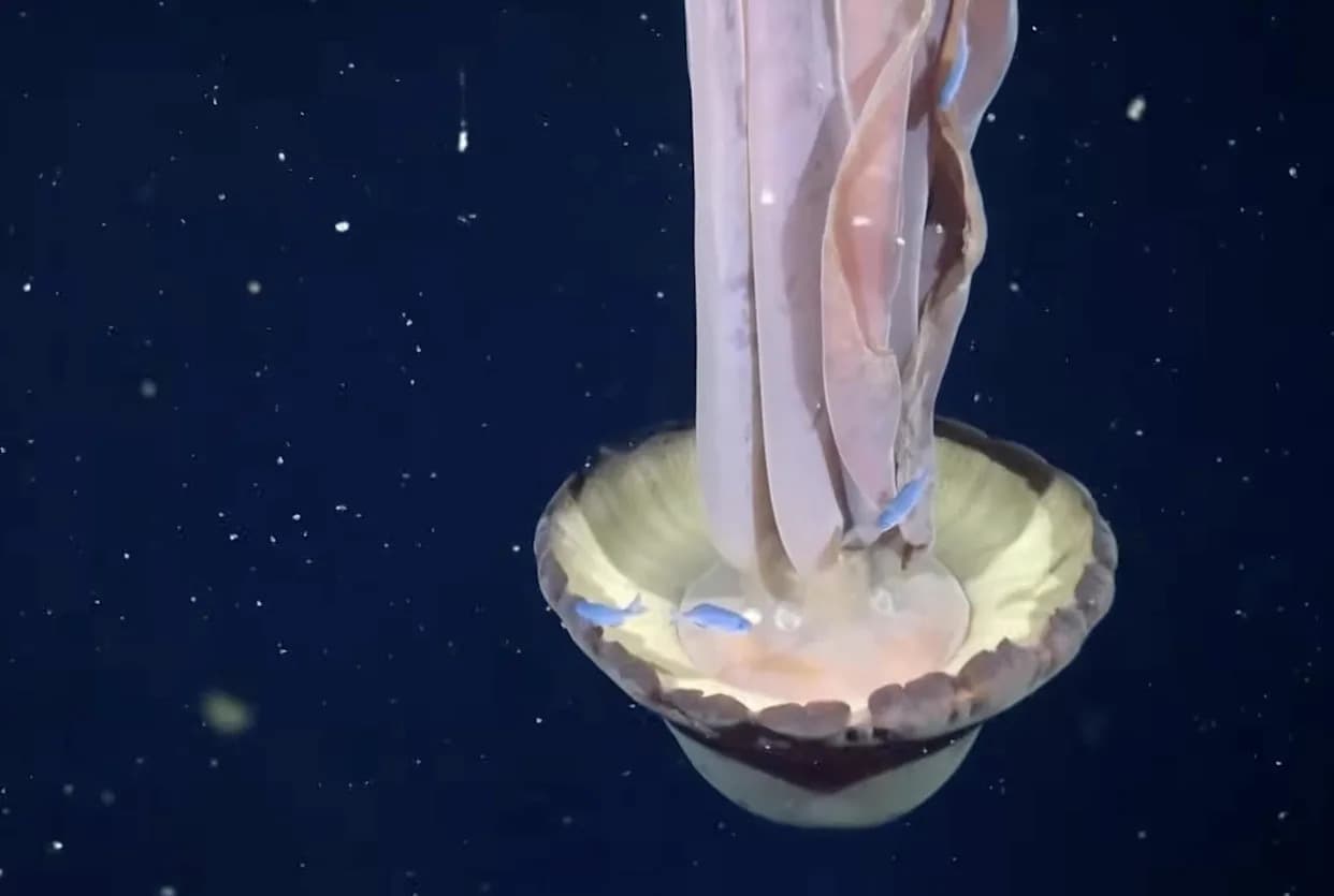 Misteriozna džinovska „fantom“ meduza snimljena u retkom susretu uz argentinsku obalu