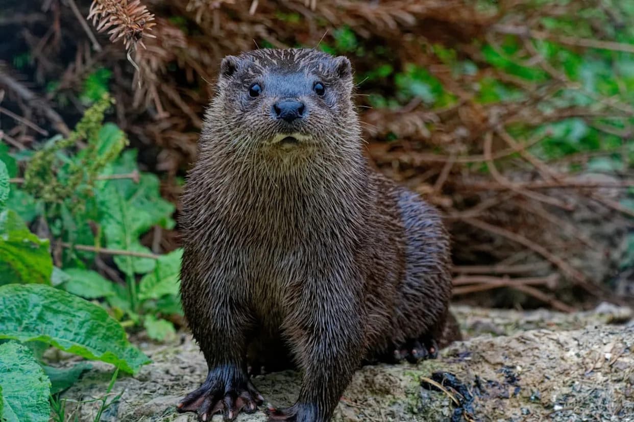 Iza Vidre: Kako Neinvazivno eDNA Sekvenciranje Menja Praćenje Ugroženih Vrsta