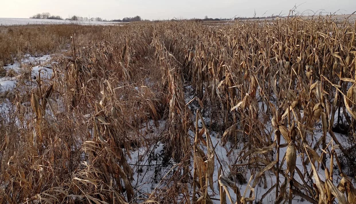 Ugroza Useva U Ukrajini: Mrazevi Do -30°C Prete Gubitkom 1 Milion Hektara