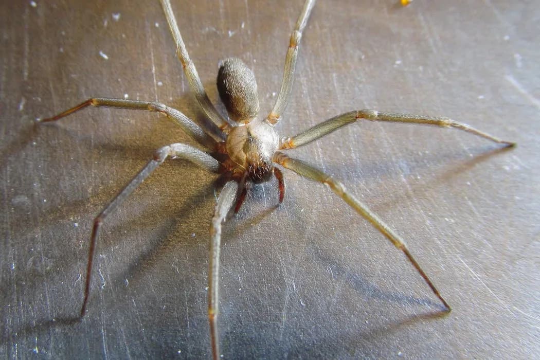 Kako toksin reclusa razara ćelije: naučnici otkrili mehanizam smrtonosnog otrova