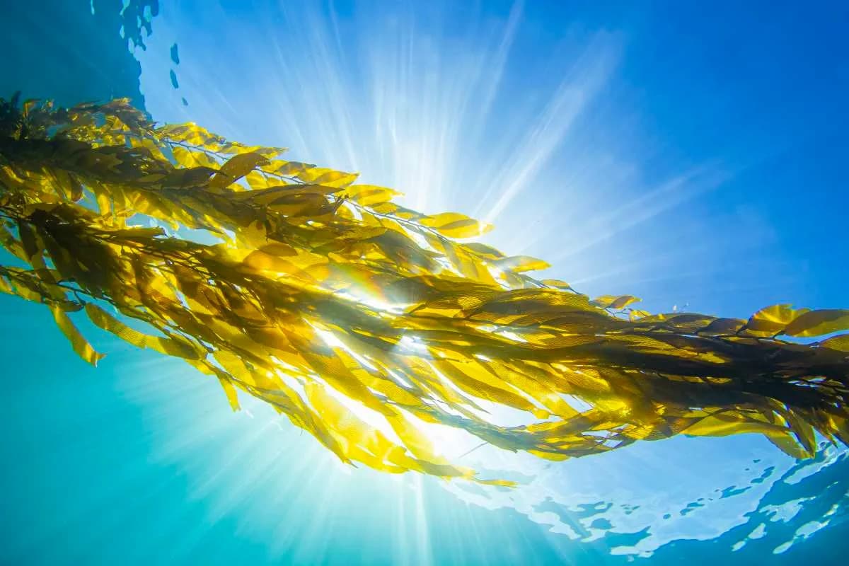 Kelp, Okeanske Farme i Kalifornija: Lokalno Rešenje Za Globalnu Krizu Đubriva