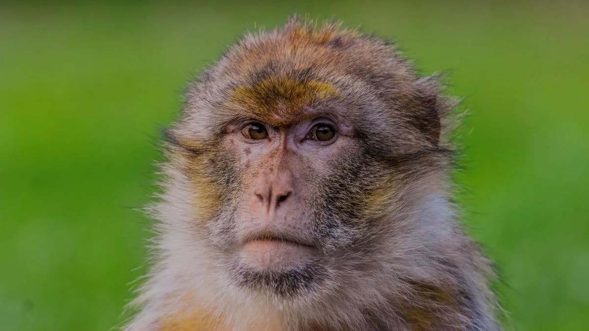 Svetska Premijera: Prvi Potpuni Genom Berberskog Makaka Pomaže U Borbi Protiv Krivolova
