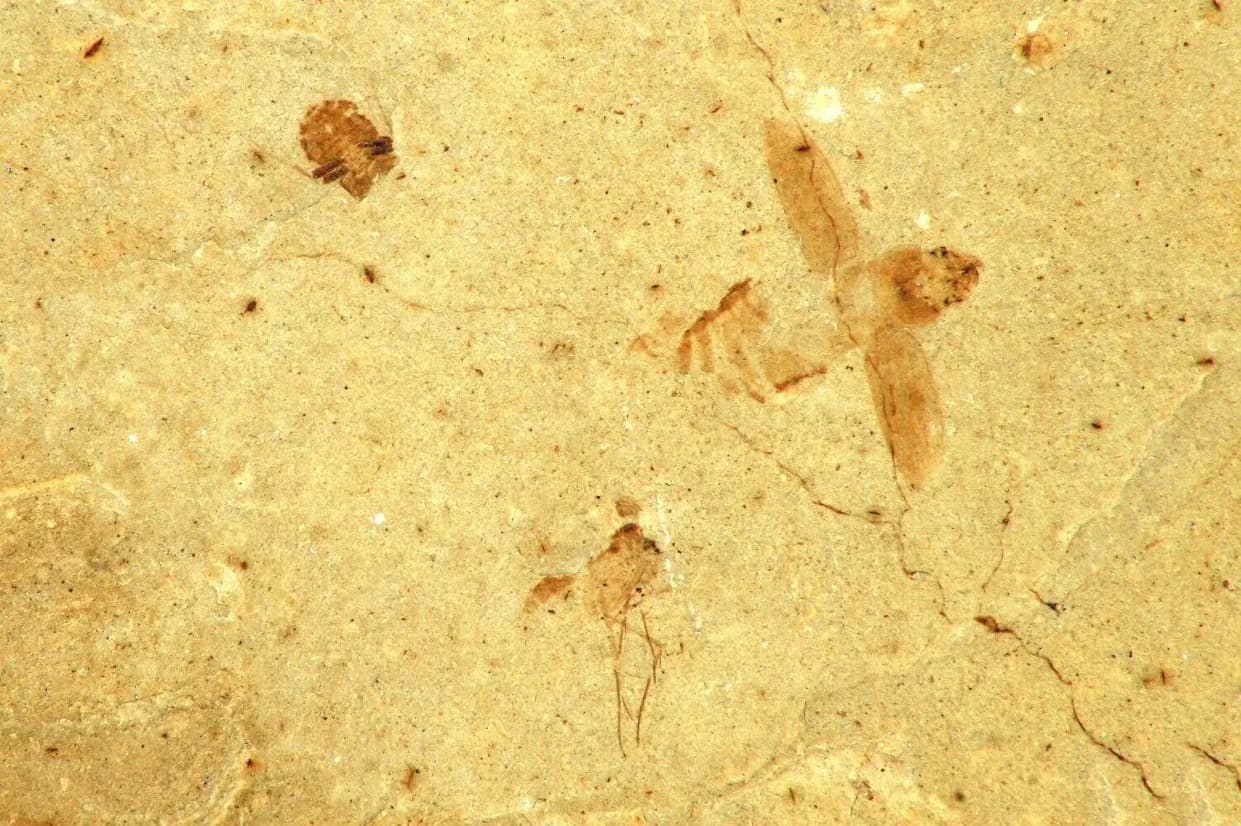 Drevne Pčele Napravile Gnezda U Fosilnim Kostima: Retko Otkriće Iz Pećine Cueva de Mono